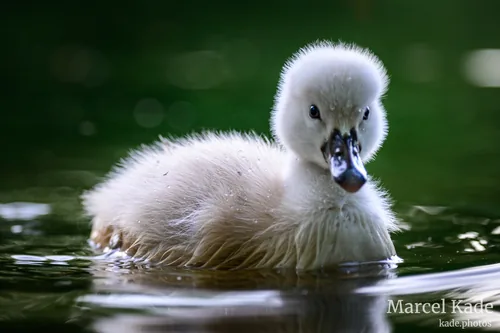 Schwan 00002