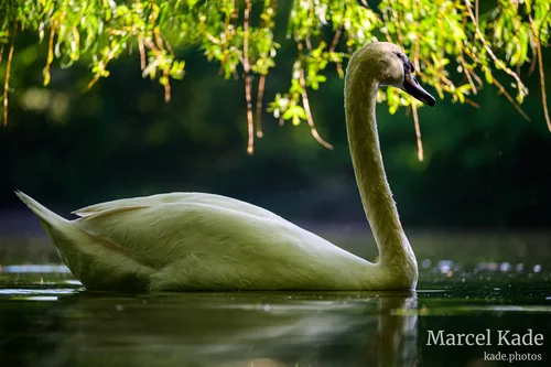 Schwan 00003