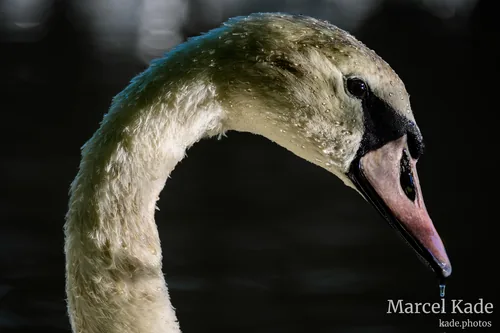 Schwan 00004