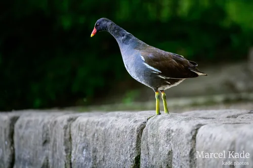 Teichhuhn 00001