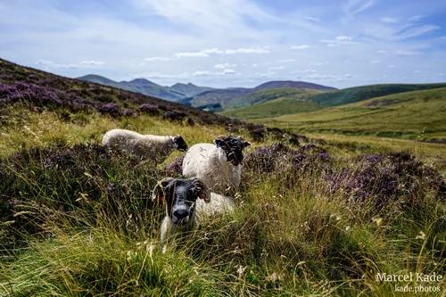 Pentland hills 00003